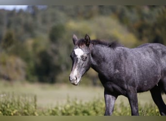 Quarter horse américain, Jument, 6 Ans, 143 cm, Gris pommelé