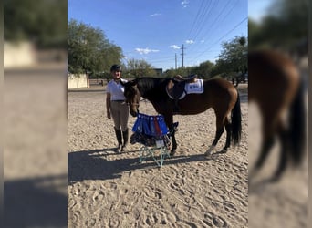 Quarter horse américain, Jument, 6 Ans, 145 cm, Bai cerise
