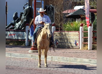 Quarter horse américain, Jument, 6 Ans, 145 cm, Palomino