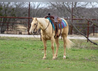 Quarter horse américain, Jument, 6 Ans, 145 cm, Palomino