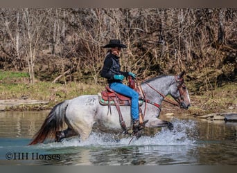 Quarter horse américain, Jument, 6 Ans, 145 cm, Roan-Bay