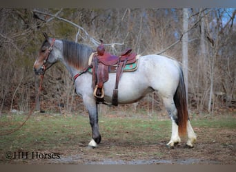 Quarter horse américain, Jument, 6 Ans, 145 cm, Roan-Bay