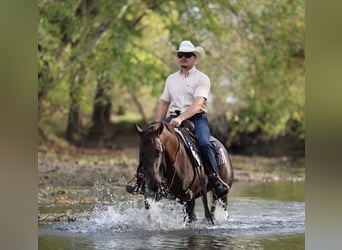 Quarter horse américain, Jument, 6 Ans, 147 cm, Alezan brûlé