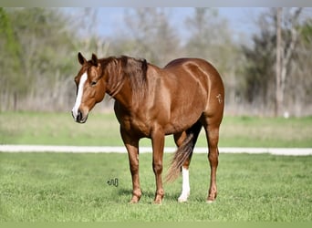 Quarter horse américain, Jument, 6 Ans, 147 cm, Alezan cuivré