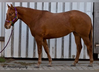 Quarter horse américain, Jument, 6 Ans, 147 cm, Alezan dun