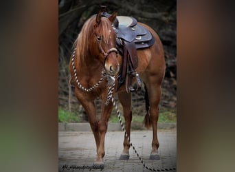 Quarter horse américain, Jument, 6 Ans, 147 cm, Alezan dun