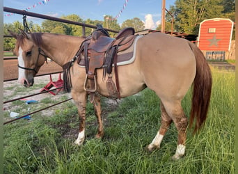 Quarter horse américain, Jument, 6 Ans, 147 cm, Alezan dun