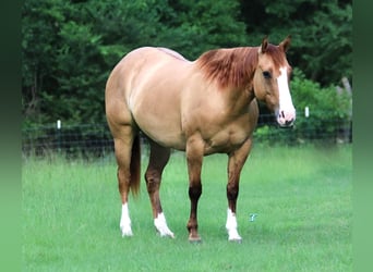 Quarter horse américain, Jument, 6 Ans, 147 cm, Alezan dun