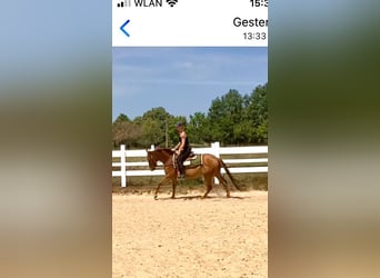 Quarter horse américain, Jument, 6 Ans, 147 cm, Alezan