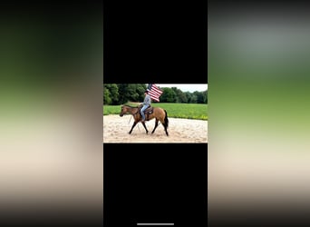 Quarter horse américain, Jument, 6 Ans, 147 cm, Grullo