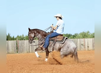 Quarter horse américain, Jument, 6 Ans, 147 cm, Rouan Rouge