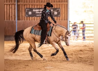 Quarter horse américain, Jument, 6 Ans, 149 cm, Buckskin