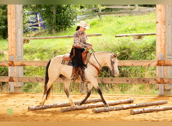 Quarter horse américain, Jument, 6 Ans, 149 cm, Buckskin