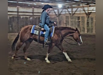 Quarter horse américain, Jument, 6 Ans, 150 cm, Alezan cuivré