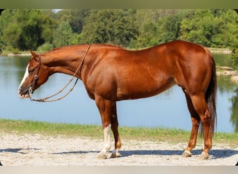 Quarter horse américain, Jument, 6 Ans, 150 cm, Alezan cuivré