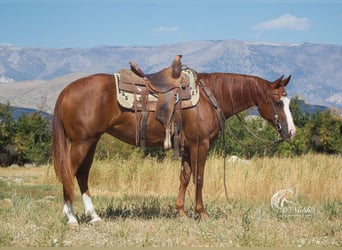 Quarter horse américain, Jument, 6 Ans, 150 cm, Alezan cuivré