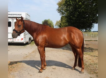 Quarter horse américain, Jument, 6 Ans, 150 cm, Alezan