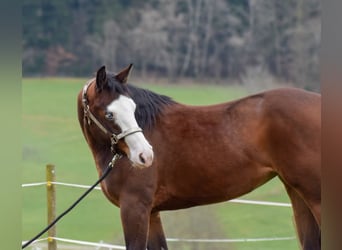 Quarter horse américain, Jument, 6 Ans, 150 cm, Bai
