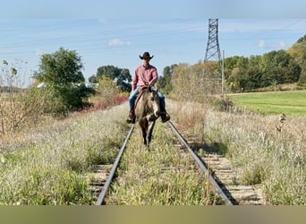 Quarter horse américain, Jument, 6 Ans, 150 cm, Buckskin