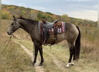Quarter horse américain, Jument, 6 Ans, 150 cm, Buckskin