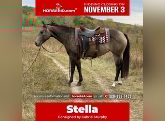 Quarter horse américain, Jument, 6 Ans, 150 cm, Buckskin