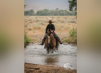 Quarter horse américain, Jument, 6 Ans, 150 cm, Buckskin