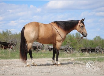 Quarter horse américain, Jument, 6 Ans, 150 cm, Buckskin