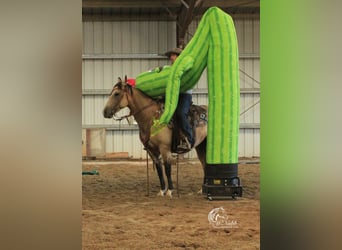 Quarter horse américain, Jument, 6 Ans, 150 cm, Buckskin