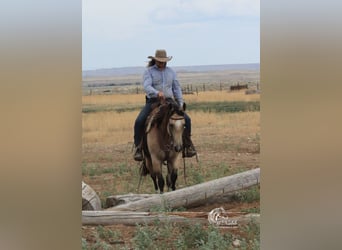 Quarter horse américain, Jument, 6 Ans, 150 cm, Buckskin