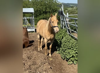 Quarter horse américain, Jument, 6 Ans, 150 cm, Champagne