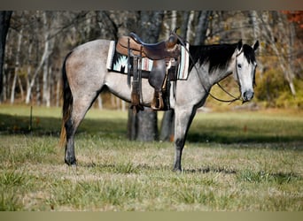 Quarter horse américain, Jument, 6 Ans, 150 cm, Gris pommelé
