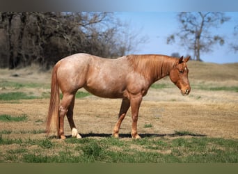 Quarter horse américain, Jument, 6 Ans, 150 cm, Rouan Rouge