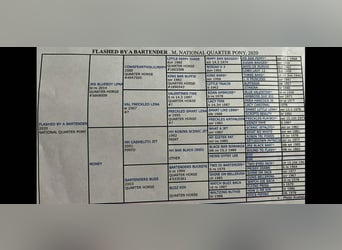 Quarter horse américain, Jument, 6 Ans, 150 cm, Rouan Rouge