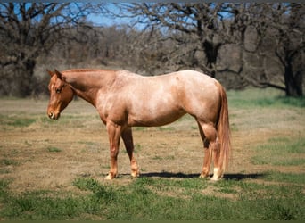 Quarter horse américain, Jument, 6 Ans, 150 cm, Rouan Rouge