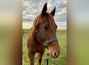 Quarter horse américain, Jument, 6 Ans, 152 cm, Alezan brûlé