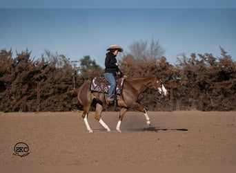 Quarter horse américain, Jument, 6 Ans, 152 cm, Alezan cuivré