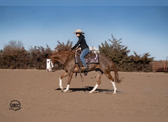Quarter horse américain, Jument, 6 Ans, 152 cm, Alezan cuivré