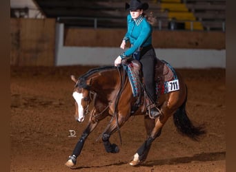 Quarter horse américain, Jument, 6 Ans, 152 cm, Bai cerise