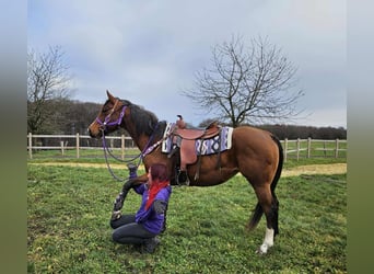 Quarter horse américain, Jument, 6 Ans, 152 cm, Bai
