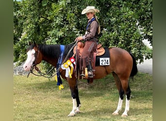 Quarter horse américain, Jument, 6 Ans, 152 cm, Bai