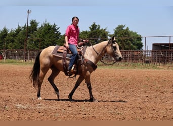 Quarter horse américain, Jument, 6 Ans, 152 cm, Buckskin