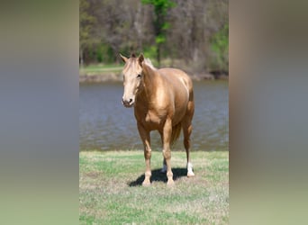 Quarter horse américain, Jument, 6 Ans, 152 cm, Champagne
