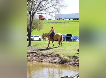 Quarter horse américain, Jument, 6 Ans, 152 cm, Champagne