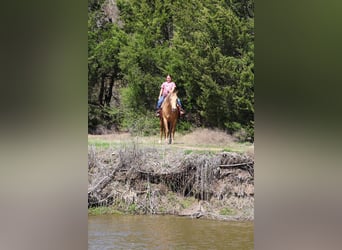 Quarter horse américain, Jument, 6 Ans, 152 cm, Champagne