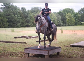 Quarter horse américain, Jument, 6 Ans, 152 cm, Gris pommelé