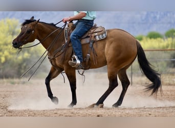 Quarter horse américain, Jument, 6 Ans, 152 cm, Isabelle