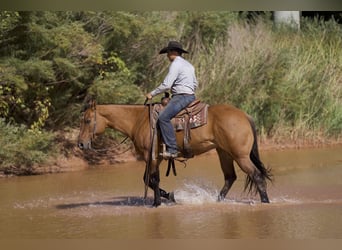 Quarter horse américain, Jument, 6 Ans, 152 cm, Isabelle