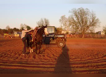 Quarter horse américain, Jument, 6 Ans, 152 cm, Noir