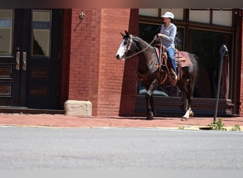 Quarter horse américain, Jument, 6 Ans, 152 cm, Noir