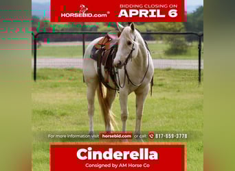 Quarter horse américain, Jument, 6 Ans, 152 cm, Palomino